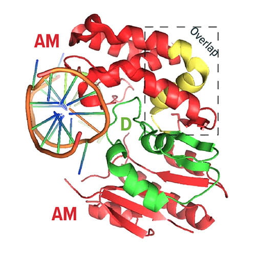 Fig A:  This image shows the crystal structure of DAM. The N-terminal D half (green), C-terminal AM half (red), and over-lapping region (yellow) are shown.
